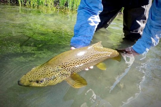 Guided Fly Fishing on Truckee River, Lake Tahoe, Truckee and Reno